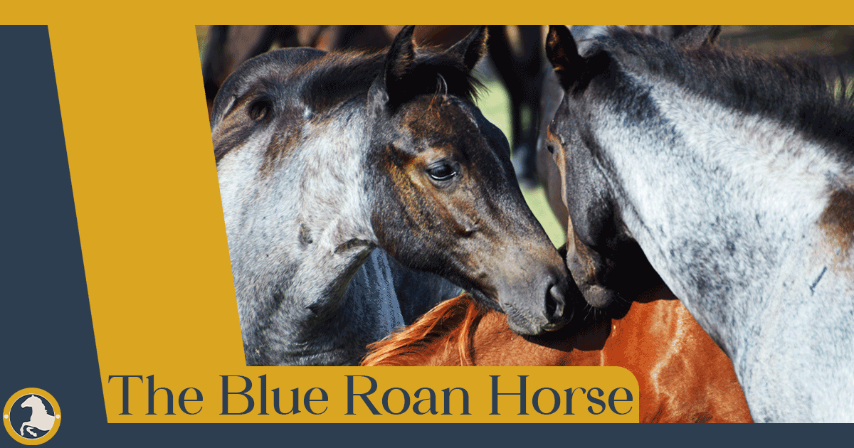 Blue Roan Horse