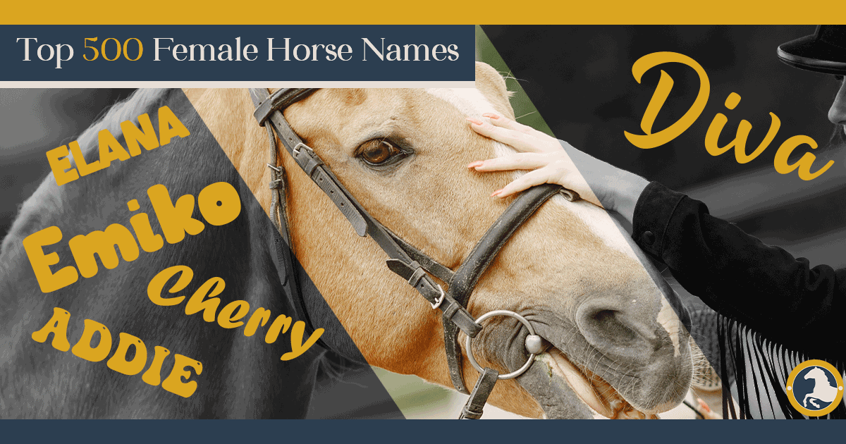 Female Horse Names