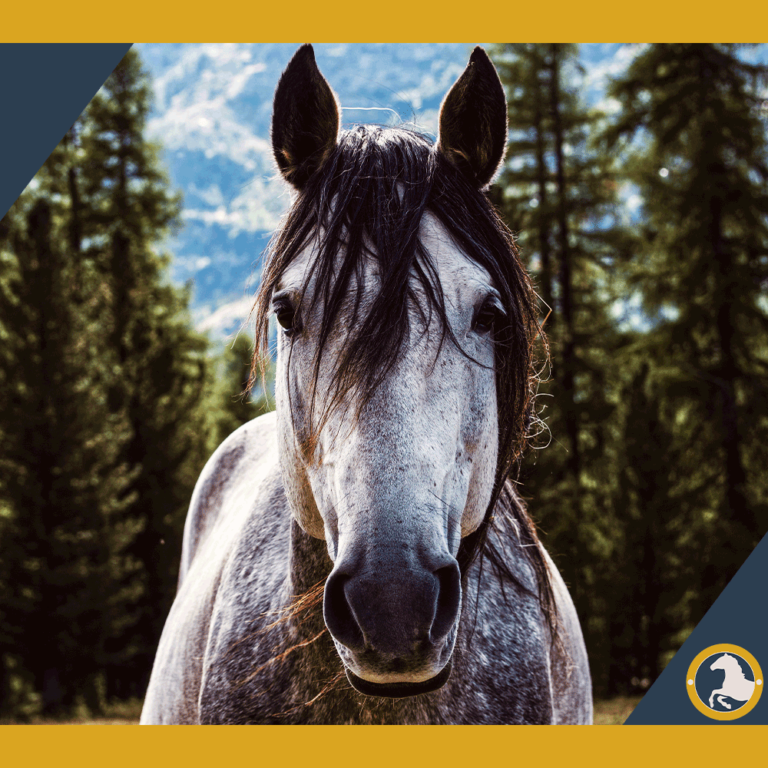 How Long Do Horses Live? 10 Surprising Facts You Need to Know