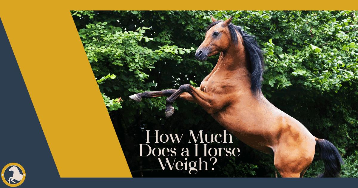 How Much Does a Horse Weigh