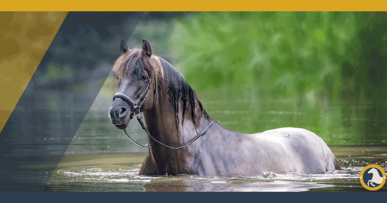 can horses swim