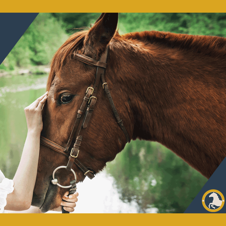 How Long Does a Horse Lives? The 10 Key Stages of Their Lifespan
