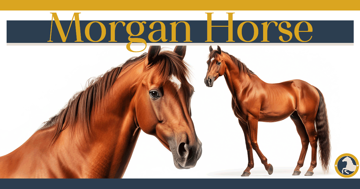 Morgan Horse