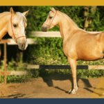 palomino horse