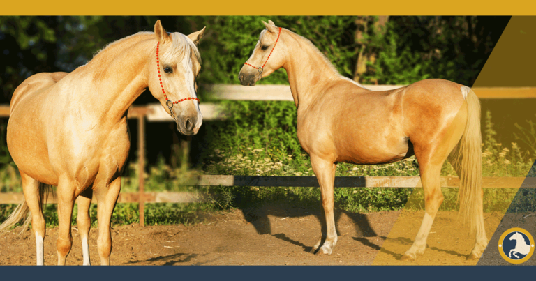 palomino horse